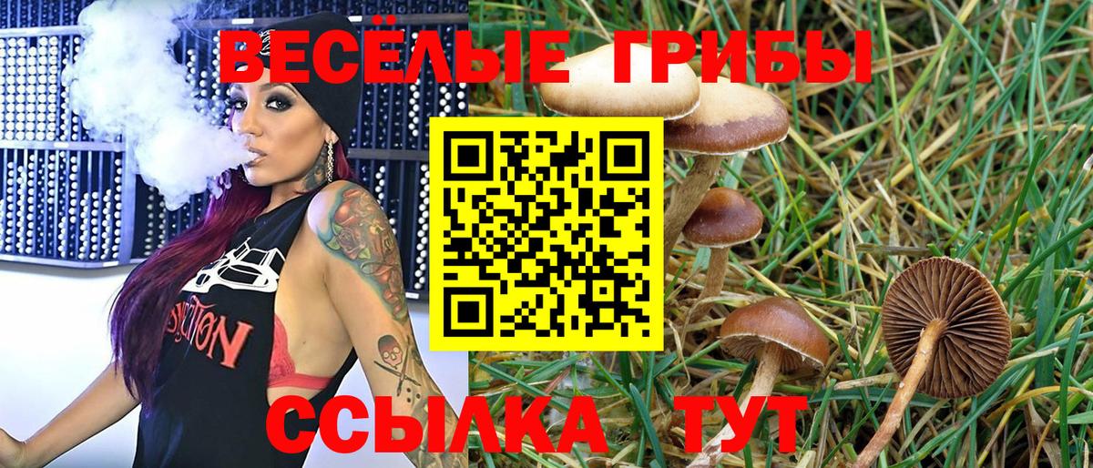 Галлюциногенные грибы Psilocybe Дзержинский